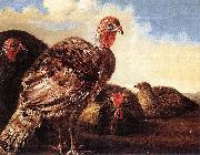 CUYP, Aelbert Domestic Fowl oil painting reproduction